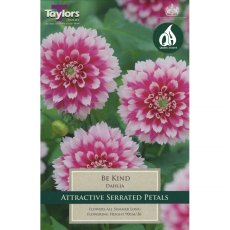 Dahlia Be Kind (1 tuber)