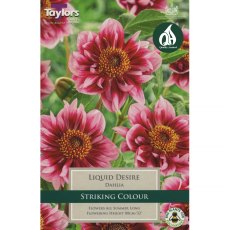 Dahlia Liquid Desire (1 tuber)