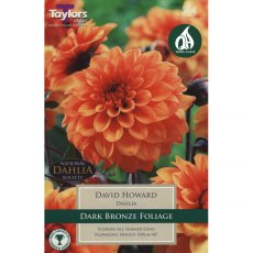 Dahlia David Howard (1 tuber)