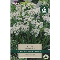 Allium neapolitanum (25 bulbs)