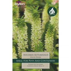 Eucomis White Dwarf (2 bulbs)