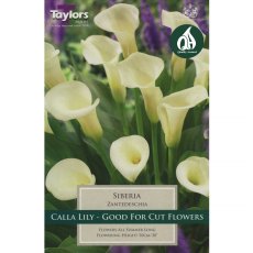 Zantedeschia Siberia (1 tuber)