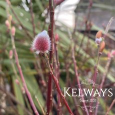 Salix gracilistyla 'Mount Aso'