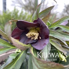 Helleborus x hybridus 'Single Slate'