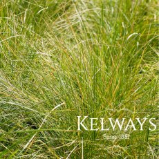 Carex divulsa