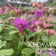 Geranium macrorrhizum 'Bevan's Variety'