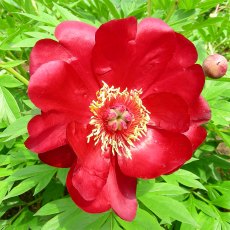 Paeonia Scarlet Heaven