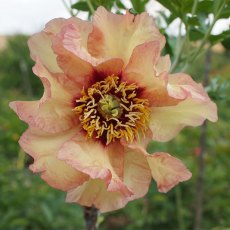 Paeonia Marchioness