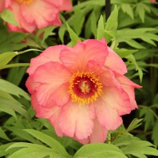 Paeonia Marchioness