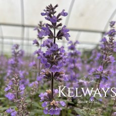 Nepeta 'Cat's Pajamas' PBR