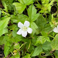 Geranium nodosum 'Silverwood' Geranium nodosum 'Silverwood'