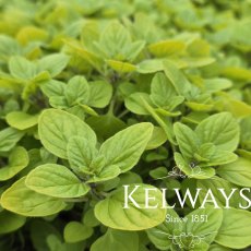 Origanum vulgare 'Aureum' (3 litre pot)