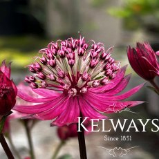Astrantia 'Burgundy Manor'
