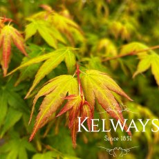 Acer palmatum 'Bi Ho'