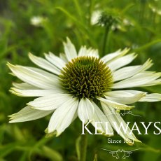 Echinacea purpurea 'Virginia'
