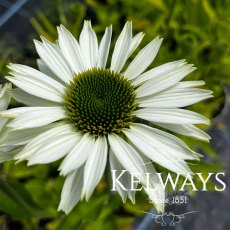 Echinacea purpurea 'Virginia'