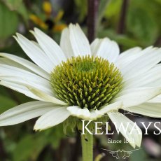 Echinacea purpurea 'Virginia' PBR