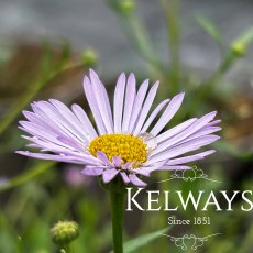 Erigeron karvinskianus 'Lavender Lady' (9cm pot)