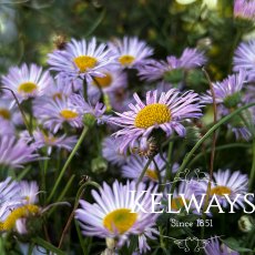 Erigeron karvinskianus 'Lavender Lady' (9cm pot)