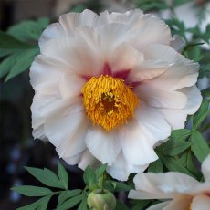 Paeonia Helene Martin