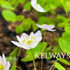 Anemonella thalictroides f. rosea