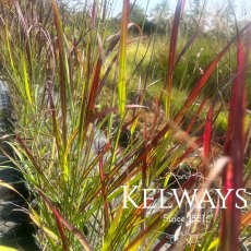 Panicum virgatum 'Shenandoah'