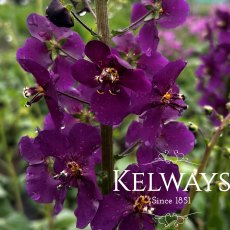 Verbascum phoeniceum 'Violetta' (9cm pot)