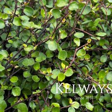 Muehlenbeckia complexa