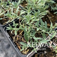 Teucrium ackermannii