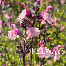 Salvia 'Dancing Dolls'