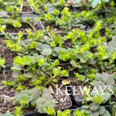 Lysimachia nummularia 'Aurea' (9cm pot)