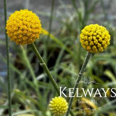 Craspedia globosa