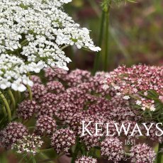 Daucus carota 'Dara' (9cm pot)