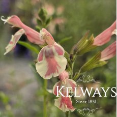 Salvia x jamensis BELLE DE LOIRE ('Barsabel')