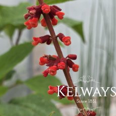 Salvia confertiflora