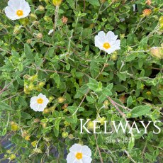 Cistus salviifolius