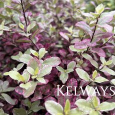 Pittosporum tenuifolium BANNOW BAY ('Breebay')