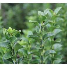 Euonymus japonicus 'Green Spire'
