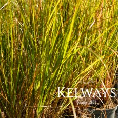 Pennisetum alopecuroides