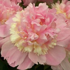 Paeonia Eden's Perfume