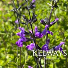 Salvia 'Violin Music'