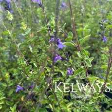 Salvia 'Violin Music'