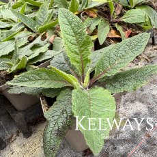 Verbascum chaixii 'Sixteen Candles' (9cm pot)