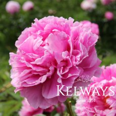 Paeonia 'Doctor Alexander Fleming'