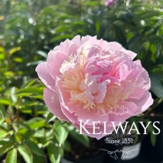 Paeonia 'Angel Cheeks'