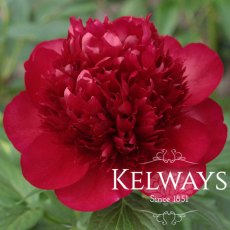 Paeonia 'Christmas Velvet'