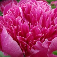Paeonia 'Purple Spider'