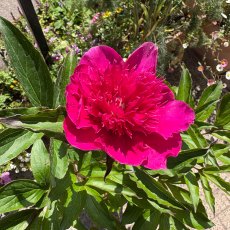 Paeonia 'Purple Spider' Paeonia 'Purple Spider'