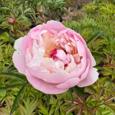 Paeonia 'Eden's Perfume' Paeonia 'Eden's Perfume'
