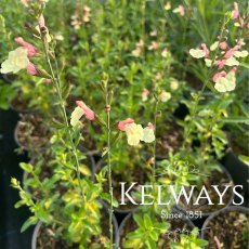 Salvia 'La Mancha'